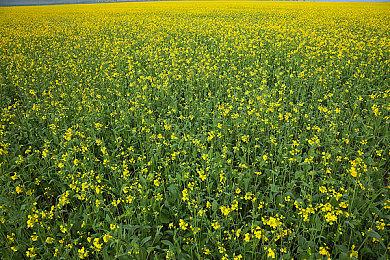 《星空》DLC“破碎空间”首发预告片＆细节＆截图